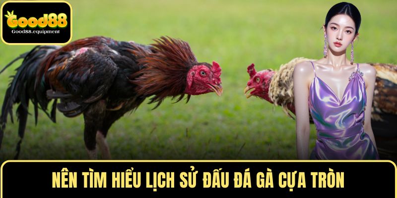 Nên tìm hiểu lịch sử đấu đá gà cựa tròn