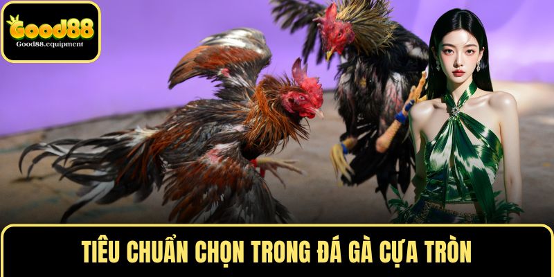 Tiêu chuẩn chọn trong đá gà cựa tròn