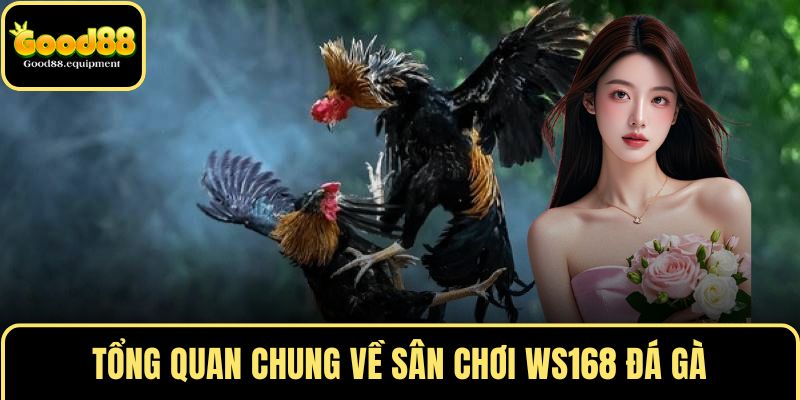 Tổng quan chung về sân chơi WS168 đá gà
